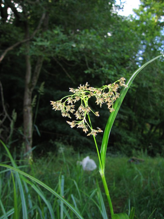 Scirpus sylvaticus